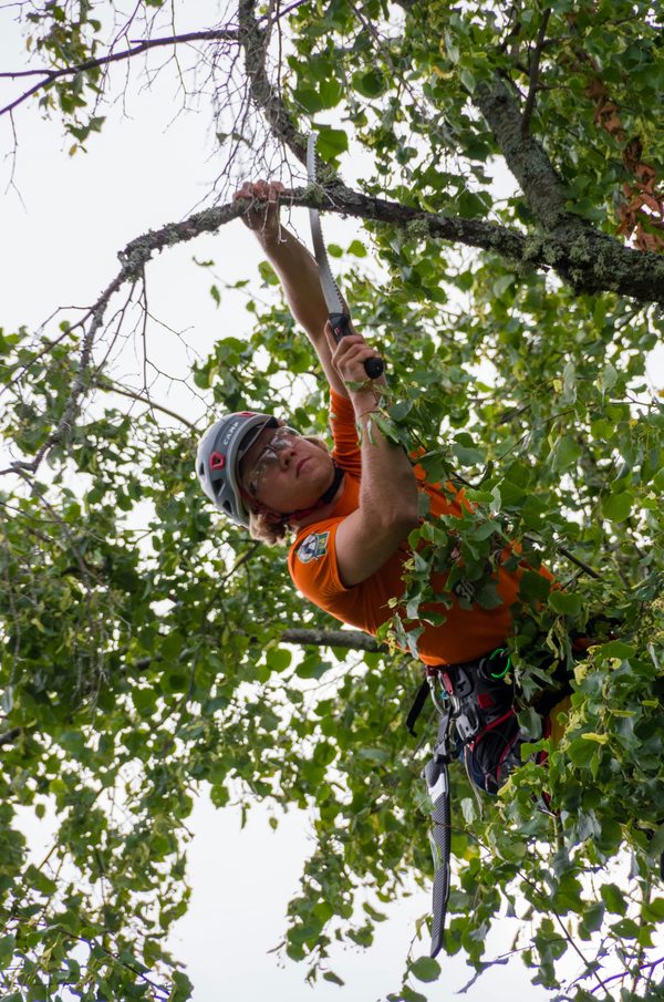 Élagage arbre Annecy : la qualité au service de vos arbres